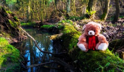 If You Go Down To The Woods Today ....... (Feb 27th)