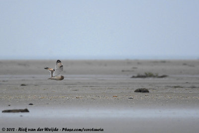 Short-Eared OwlAsio flammeus flammeus