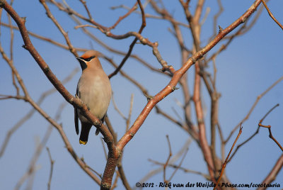 Bohemian WaxwingBombycilla garrulus garrulus