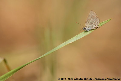 African Grass BlueZizeeria knysna