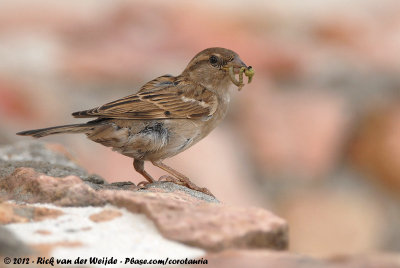 House Sparrow<br><i>Passer domesticus indicus</i>