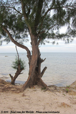 Seaside tree - home to a crab