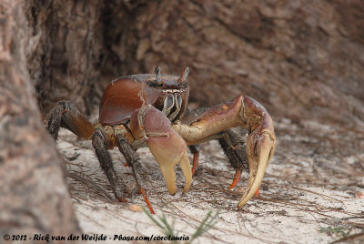 Red-Claw Crab  (Cardisoma carnifex)