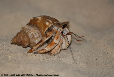 Land Hermit Crab  (Landheremietkreeft)
