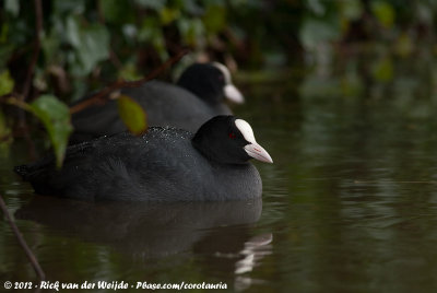 Eurasian CootFulica atra atra