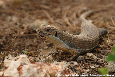 Rough-Scaled Plated Lizard  (Soedanese Schildhagedis)
