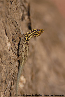 Yellow-Headed Dwarf GeckoLygodactylus picturatus picturatus