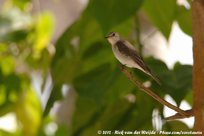 Spotted Flycatcher<br><i>Muscicapa striata ssp.</i>