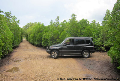 With our rental car passing the mangrove to Uzi