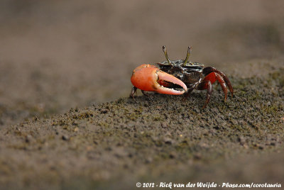 Porcelain Fiddler Crab  (Porseleinwenkkrab)