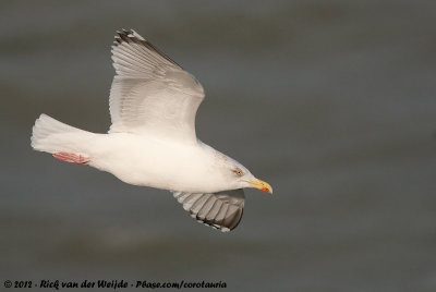 European Herring GullLarus argentatus ssp.