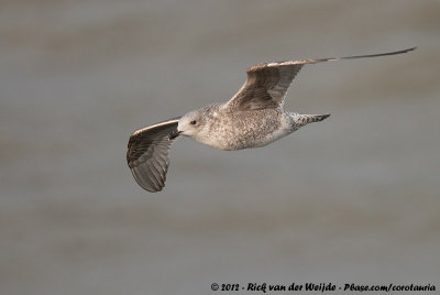 European Herring GullLarus argentatus ssp.