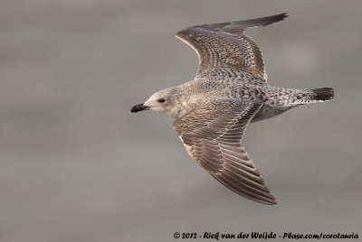 European Herring GullLarus argentatus ssp.