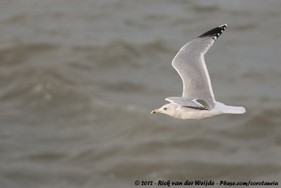 Caspian GullLarus cachinnans