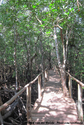 The boardwalk through the mangrove forest