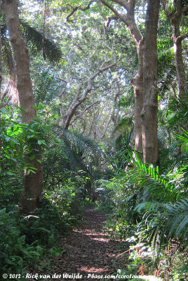 One of the forest paths in Jozani