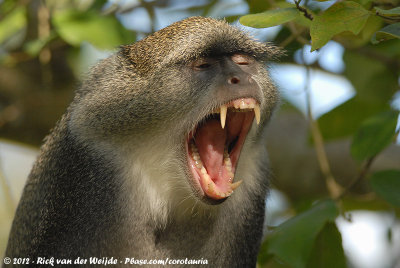 Zanzibar Sykes' MonkeyCercopithecus albogularis albogularis