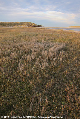 The tidal plains in the Slufter