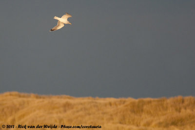 European Herring GullLarus argentatus ssp.