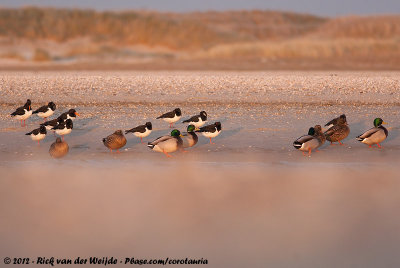 Eurasian OystercatcherHaematopus ostralegus ostralegus