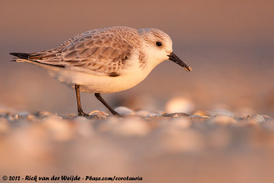 SanderlingCalidris alba alba