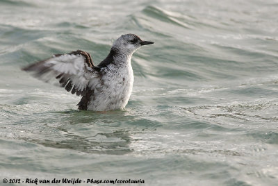 Black GuillemotCepphus grylle arcticus