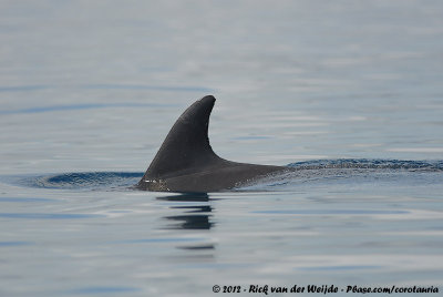 Indo-Pacific Bottle-Nosed Dolphin<br><i>Tursiops aduncus</i>