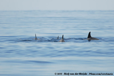 Indo-Pacific Bottle-Nosed Dolphin  (Langbektuimelaar)