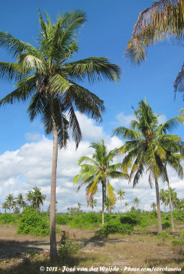Open palm forest along the east coast