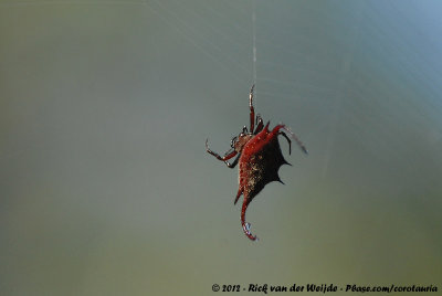 Devil's Crab Orbweaver (Gasteracantha falcicornis)