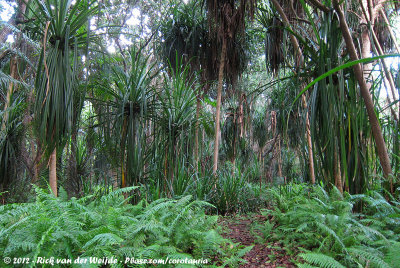 Open palm forest in the northern part of the forest