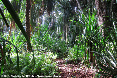 Open palm forest in the northern part of the forest