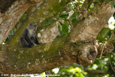 Zanzibar Sykes' MonkeyCercopithecus albogularis albogularis