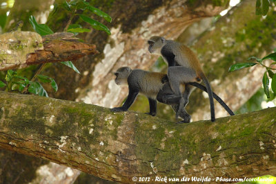 Zanzibar Sykes' MonkeyCercopithecus albogularis albogularis