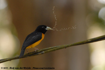 Dark-Backed WeaverPloceus bicolor kersteni