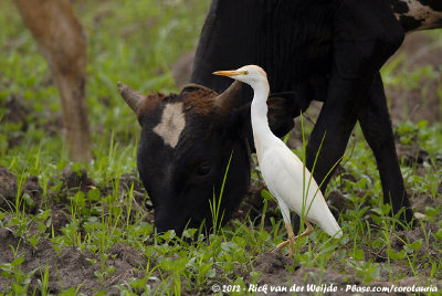 Western Cattle EgretBubulcus ibis