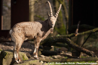 Siberian Ibex  (Siberische Steenbok)