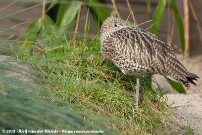 Eurasian CurlewNumenius arquata ssp.