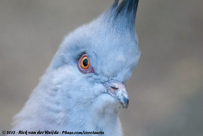 Crested PigeonOcyphaps lophotes ssp.