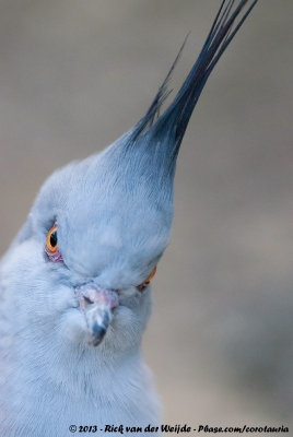 Crested PigeonOcyphaps lophotes ssp.