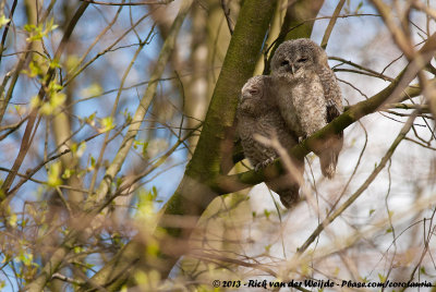 Tawny OwlStrix aluco aluco