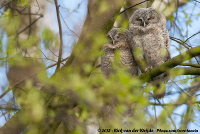 Tawny OwlStrix aluco aluco