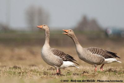 Greylag GooseAnser anser anser