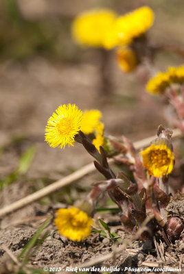 ColtsfootTussilago farfara