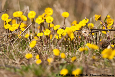 Coltsfoot  (Klein Hoefblad)