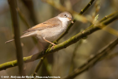 Common WhitethroatCurruca communis communis