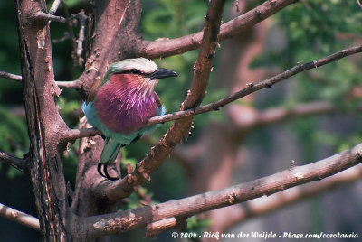 Lilac-Breasted RollerCoracias caudatus caudatus