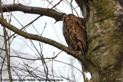 Tawny OwlStrix aluco aluco