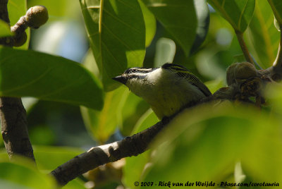 Yellow-Rumped Tinkerbird<br><i>Pogoniulus bilineatus bilineatus</i>
