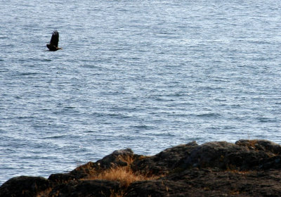 Eagle Taking Off